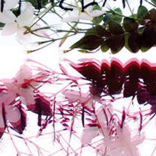  KORRES｜ハーブ大国ギリシャ生まれの「コレス ナチュラル プロダクト」 ギャラリー