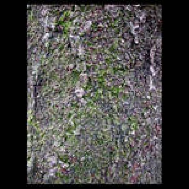  RICOH｜東信（フラワーアーティスト）×リコーGR DIGITAL III ギャラリー