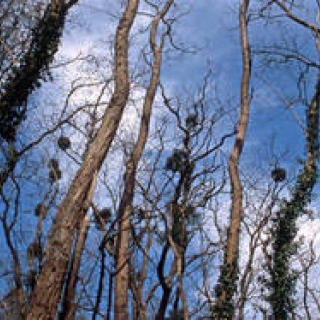  MATSUNAGA Manabu｜Vol.1 ル・シクロップの庭 ギャラリー