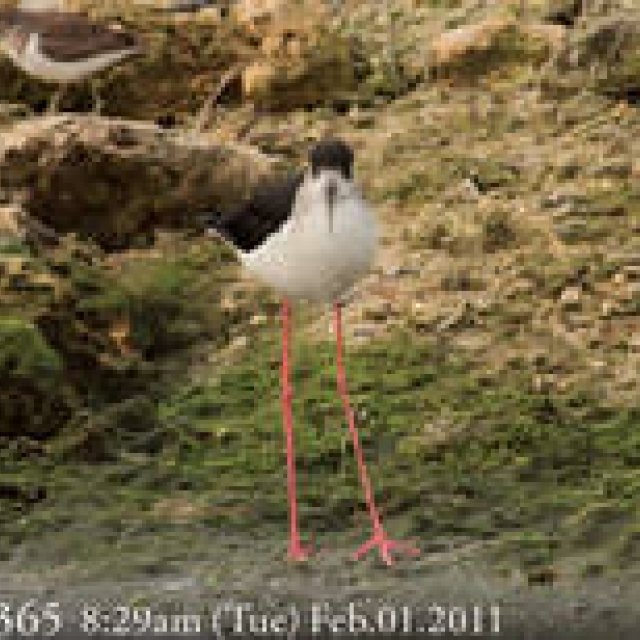  MIYAKOJIMA365｜February 2011