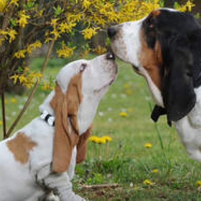  MOSCHINO｜モスキーノのペットコレクションが限定発売！ ギャラリー