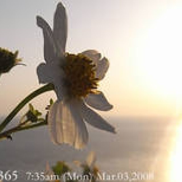  MIYAKOJIMA365 , March 2008