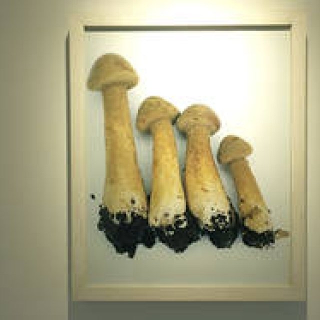REPORT｜ホンマタカシ新作写真展「その森の子供 mushrooms from the forest 2011」 ギャラリー