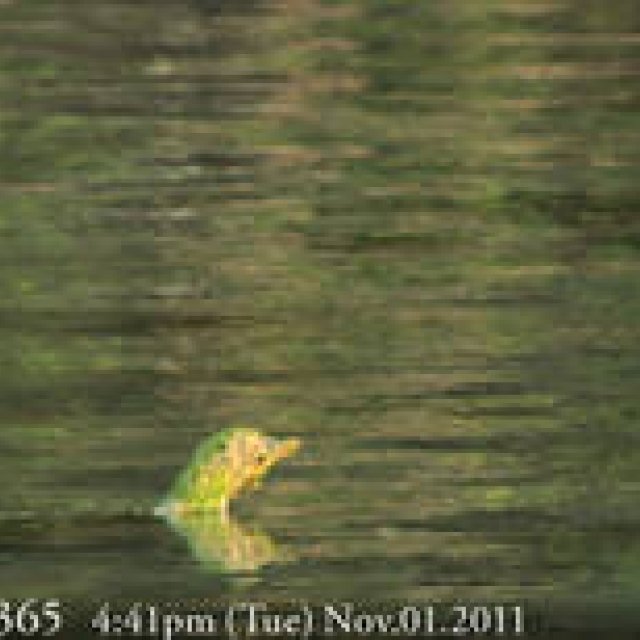  MIYAKOJIMA365｜November 2011