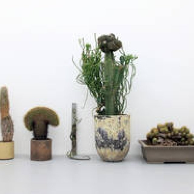 ART｜“いい顔してる”植物たち250点を一堂に展示『植物も個性の時代』 ギャラリー