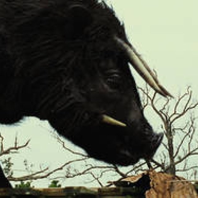 MOVIE｜試写会に20組40名様をご招待！　『ハッシュパピー バスタブ島の少女』 