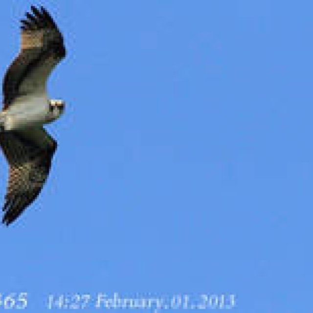  MIYAKOJIMA365｜February 2013