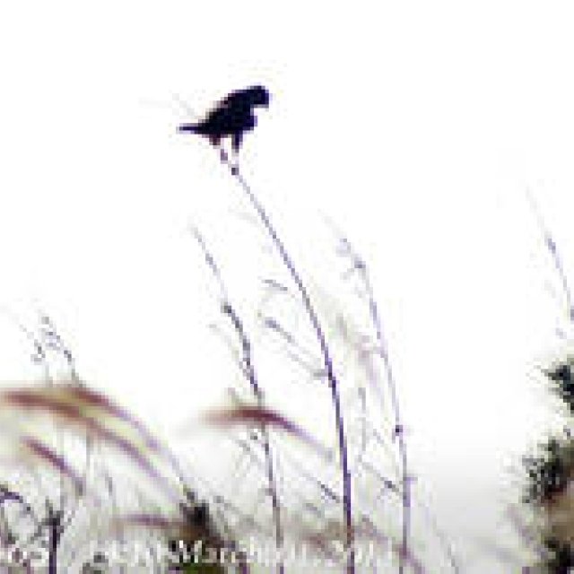  MIYAKOJIMA365｜March 2013