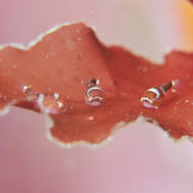 BOOK｜震災の海で生きる魚たちの姿『ダンゴウオ 海の底から見た震災と再生』 ギャラリー