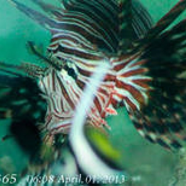  MIYAKOJIMA365｜April 2013