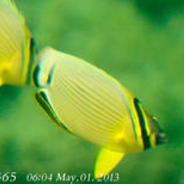  MIYAKOJIMA365｜May 2013