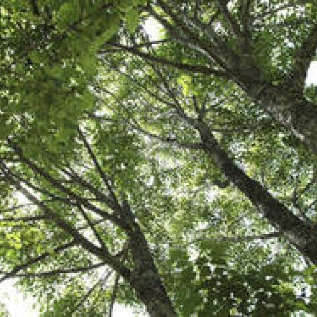 特集｜真の避暑地を求めて～長野の至宝、信濃町へ～｜第3回「森林セラピーのすすめ」 ギャラリー