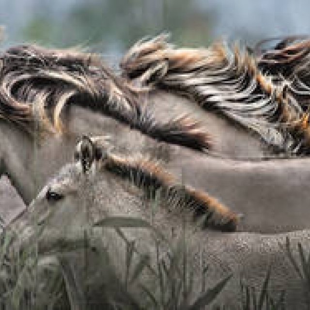 BOOK｜『ザ・ワイルドライフ・フォト 10人の巨匠 傑作選』 ギャラリー