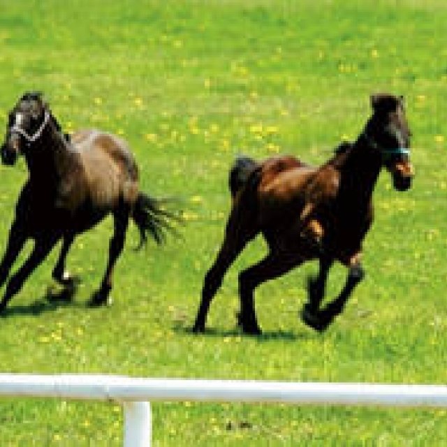 MOVIE｜1頭の馬を追うドキュメンタリー『祭の馬』 ギャラリー