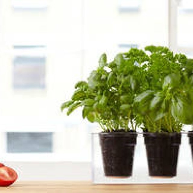 Boskke Cube｜水やりは月に1度の給水プランター「ボスケキューブ」 ギャラリー