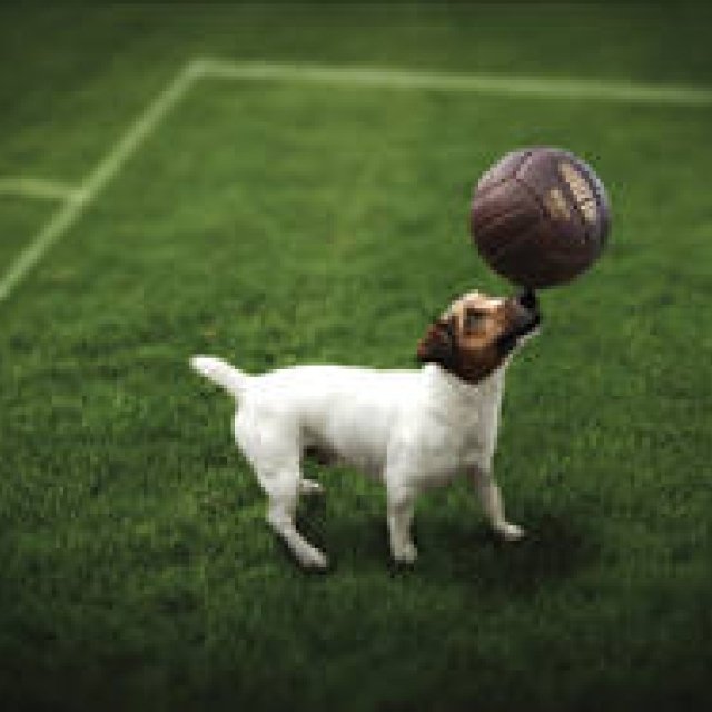 EVENT｜アードベッグがピート・サッカー大会を開催 ギャラリー