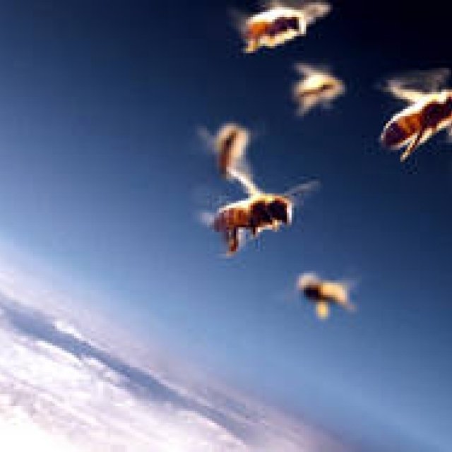 MOVIE｜マークス・イムホーフ監督、ミツバチが消えた謎を追う ギャラリー