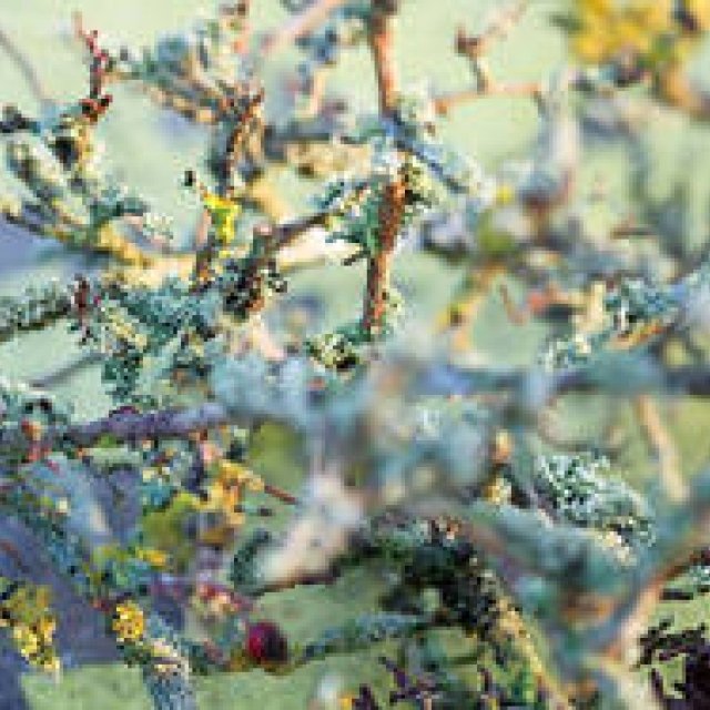 BOOK｜ニコライ・バーグマンの雑誌第二弾『FUTURE BLOOM ISSUE2』 ギャラリー