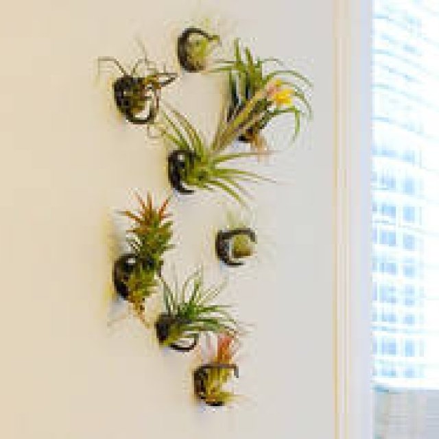 KRONGTHIP INNOVATION｜エアプランツを楽しめる新デザイン ギャラリー