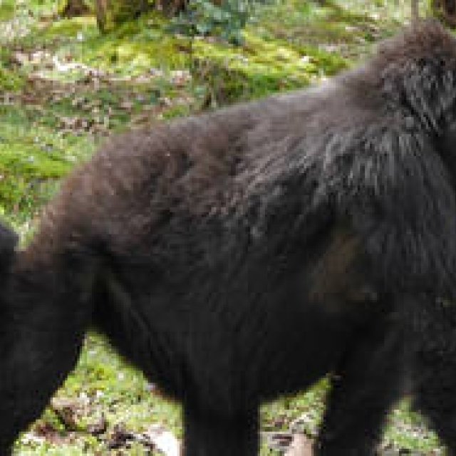 特集｜アフリカ霧中紀行｜マウンテンゴリラを探して ギャラリー