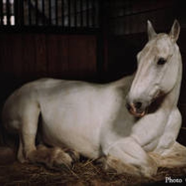 ART｜オランダ人写真家シャルロット・デュマ『ANIMA』展をギャラリー916で開催