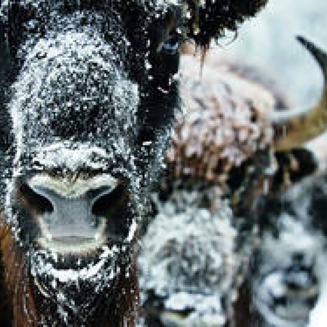 BOOK｜世界最高峰のネイチャー写真賞50周年記念、受賞作品でたどるネイチャーフォト『世界一の動物写真』 ギャラリー