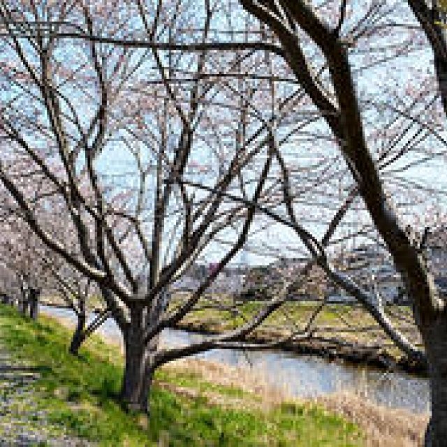 連載｜気仙沼便り｜3月「桜を待ち、次の再会を心に別れを告げる」 ギャラリー
