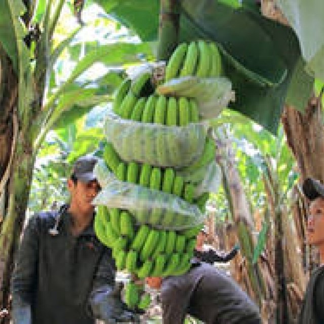 EAT｜バナナの理想がギュッと詰まった超高地栽培「地球育ち しあわせバナナ®」が発売 ギャラリー