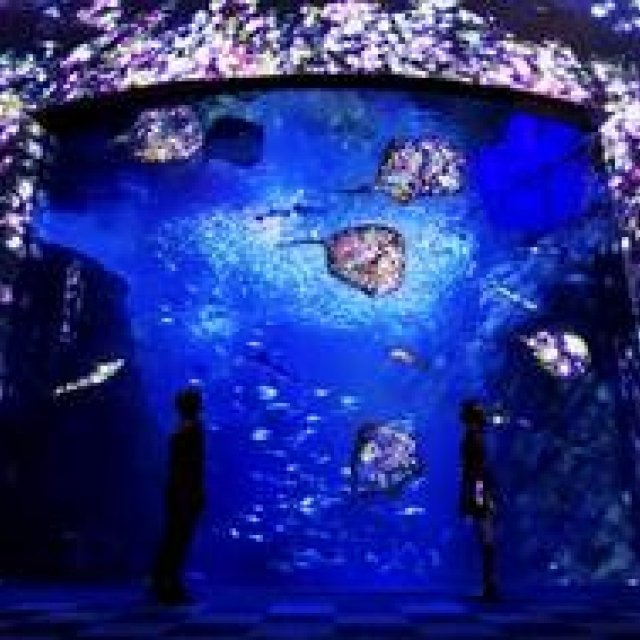 『えのすい×チームラボ ナイトワンダーアクアリウム2015』｜ENOSHIMA AQUARIUM ギャラリー