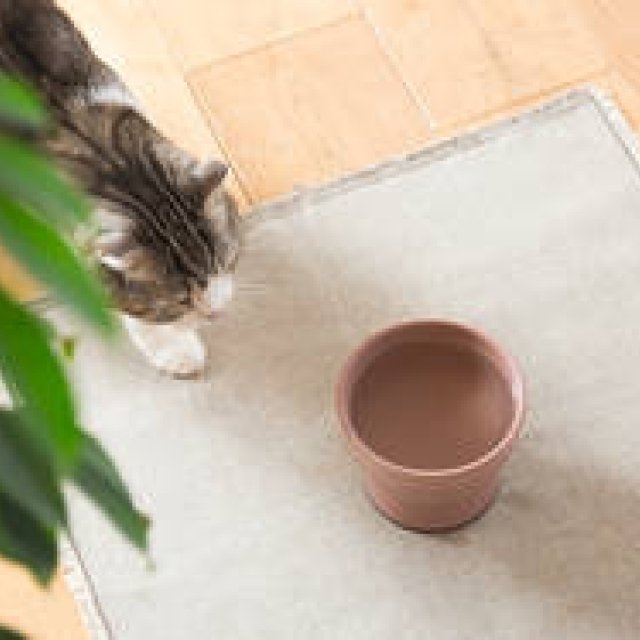 大谷焼の猫用水飲み器「Cat Water Bowl」をリリース｜RINN ギャラリー