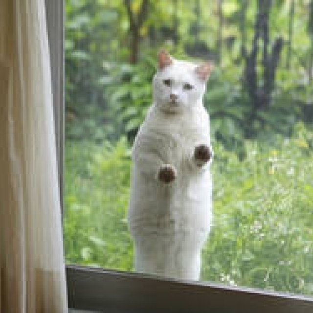 フォトエキシビション「どこへ行っても猫と犬」が開催｜ART ギャラリー