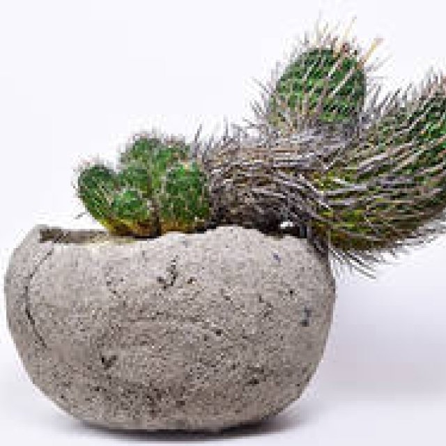 植物と真摯に向き合う展示「叢 - 器を纏う」｜ART ギャラリー