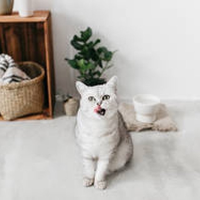 大谷焼の窯元から生まれた猫用水飲み器「IZUMI」に爽やかな新色が登場｜RINN ギャラリー