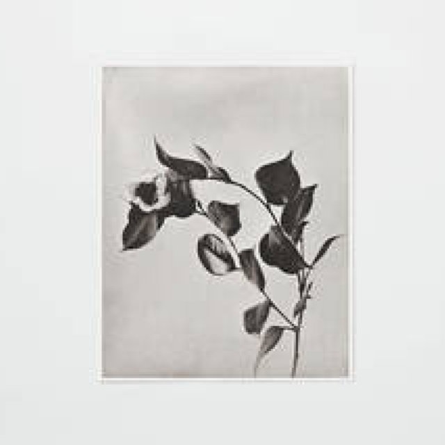世界最古の写真製版技術で作られた「COLLOTYPE PHOTOGRAPH SERIES」｜PAPIER LABO.