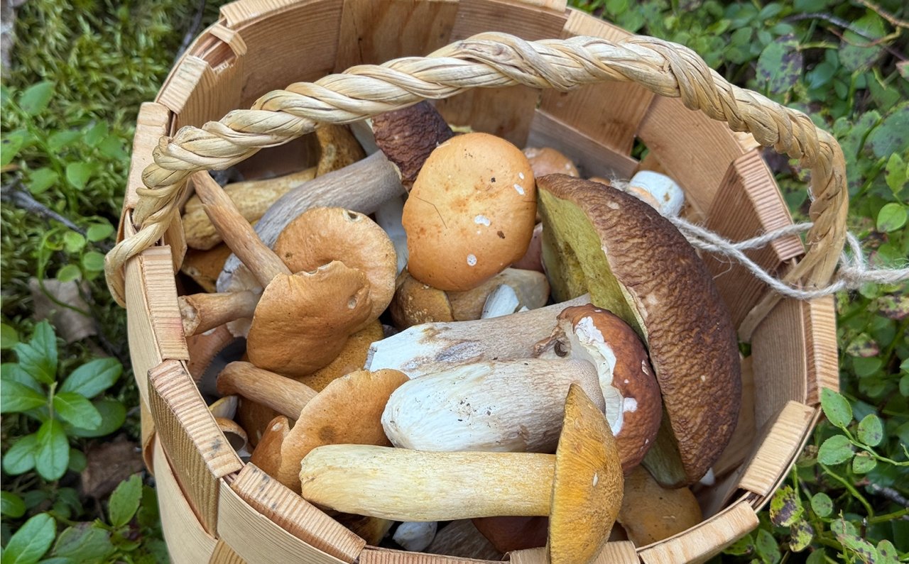 すべての行為がマインドフルネス。“ととのい”の国、フィンランドへ