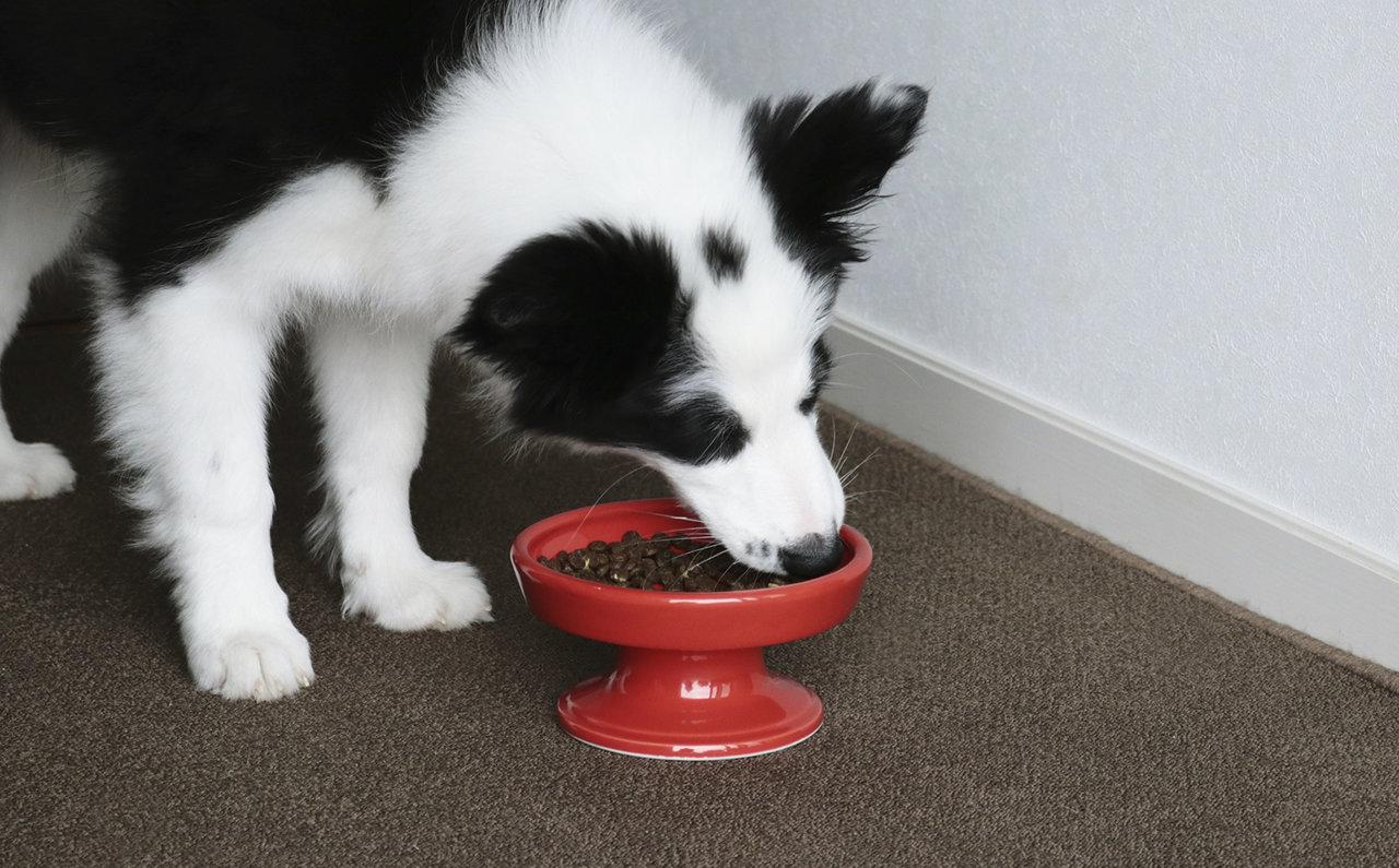 HASAMIのペット用フードボウル
