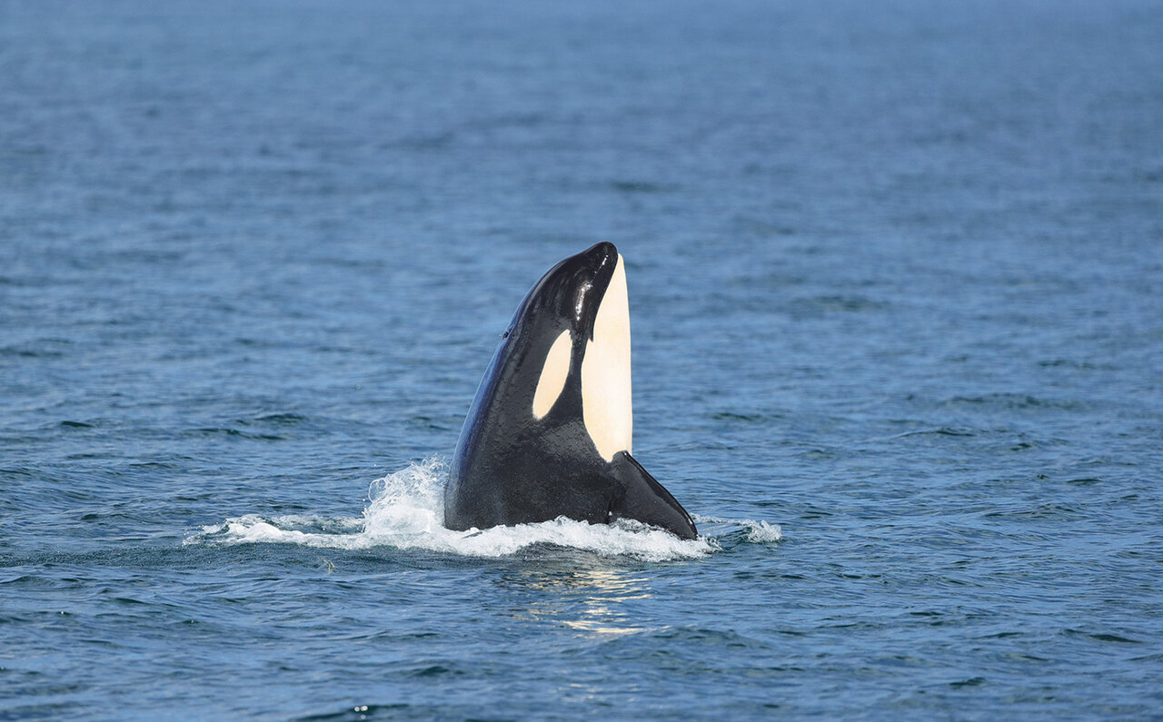 G-SHOCK オルカ（シャチ）