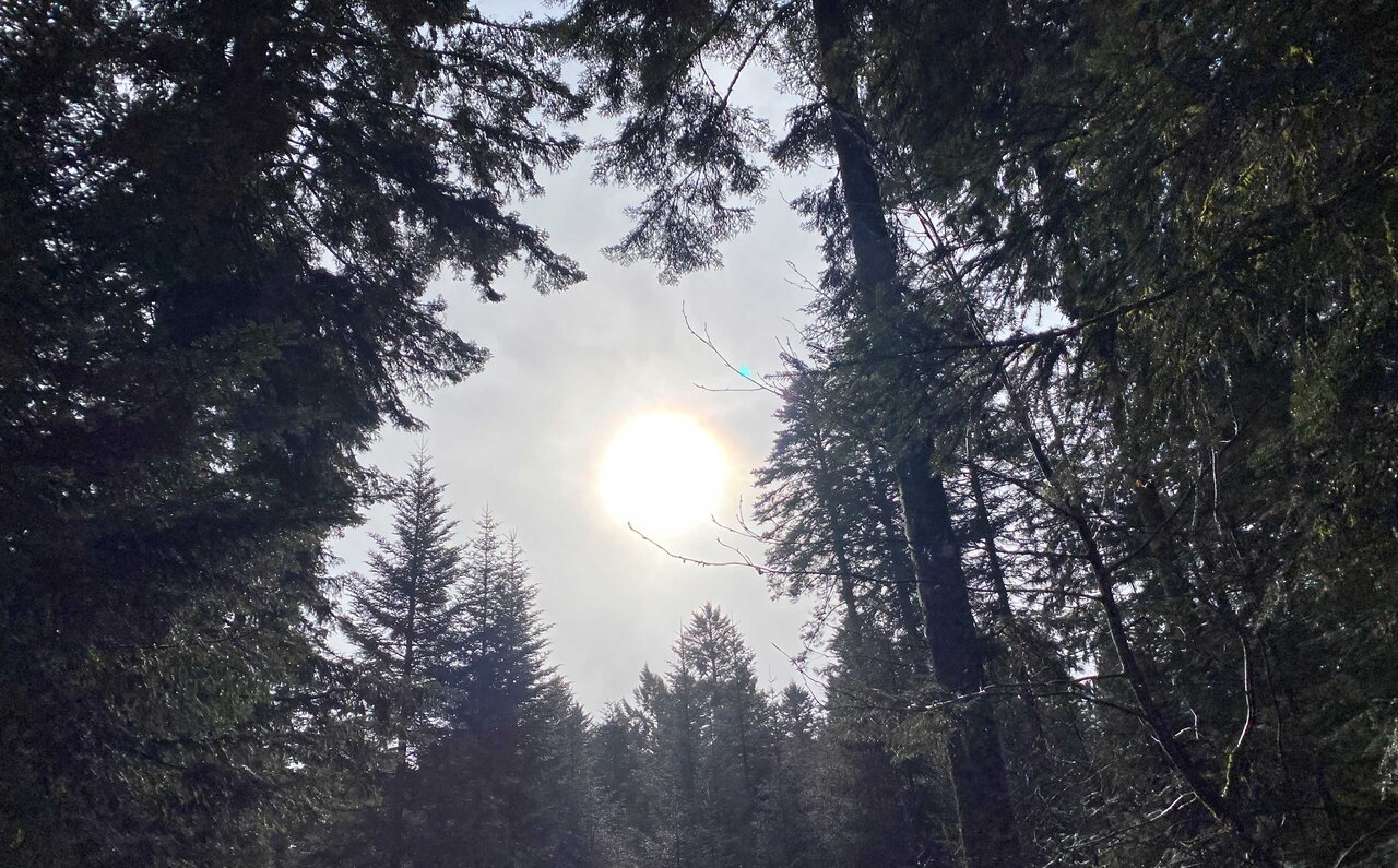 MONKEY 47 モンキー フォーティセブン