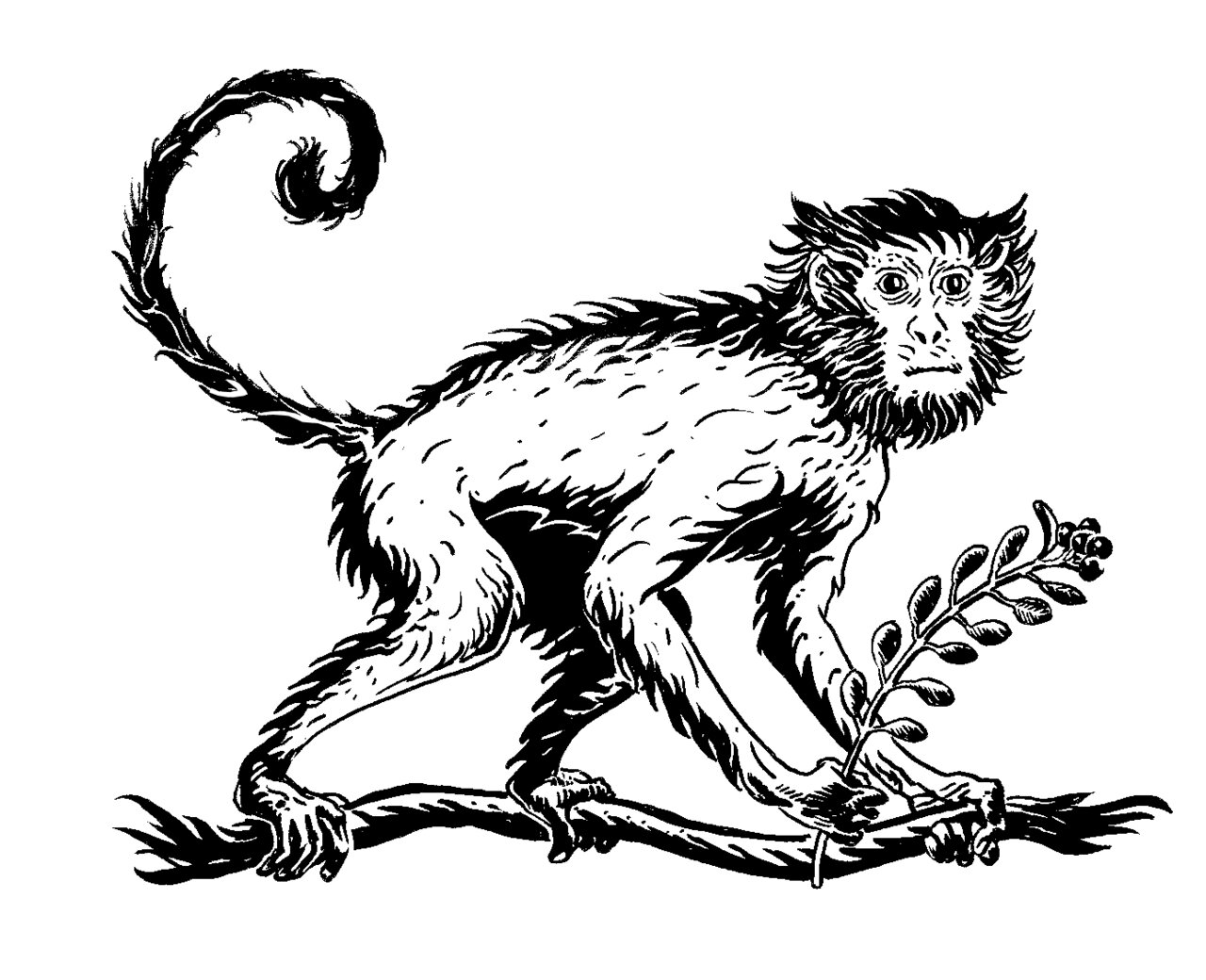 MONKEY 47 モンキー フォーティセブン