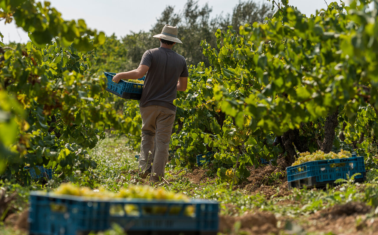 コドーニュ コドーニュ バルセロナ 1872 ブリュット オーガニック