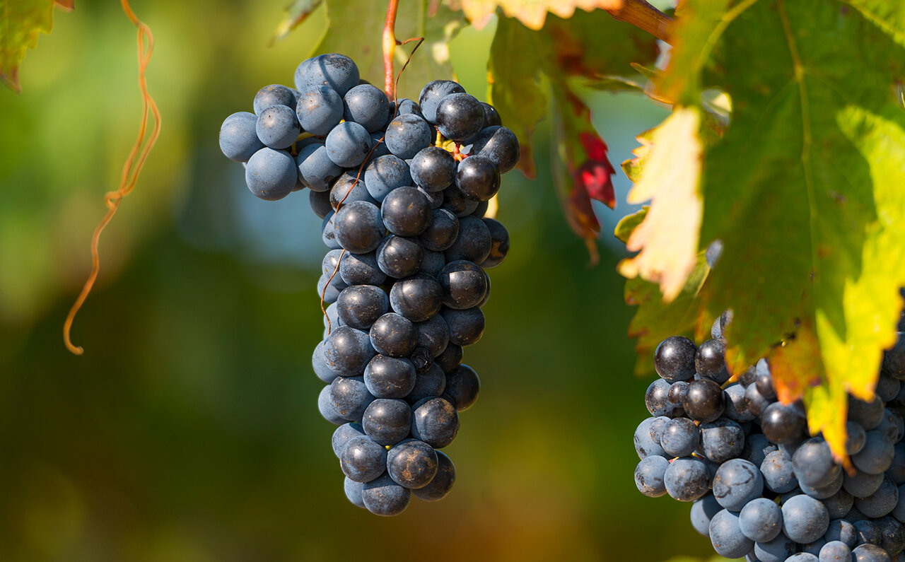 コドーニュ コドーニュ バルセロナ 1872 ブリュット オーガニック