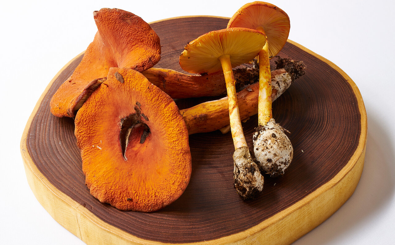 TRAVEL 星野リゾート　リゾナーレ八ヶ岳