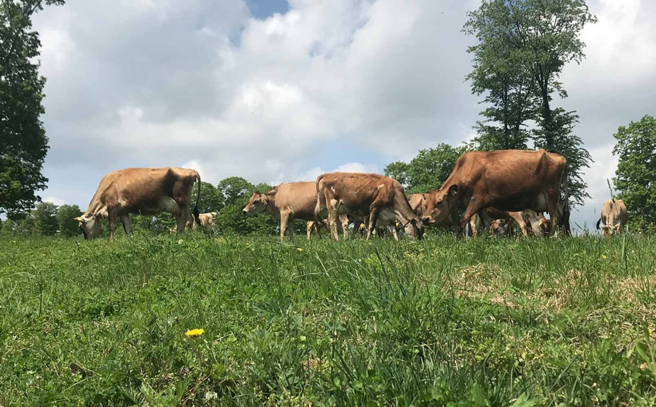 フードロス問題から那須の魅力を発信する製品へ。「星野リゾートのミルクジャム」誕生｜Hoshino Resorts