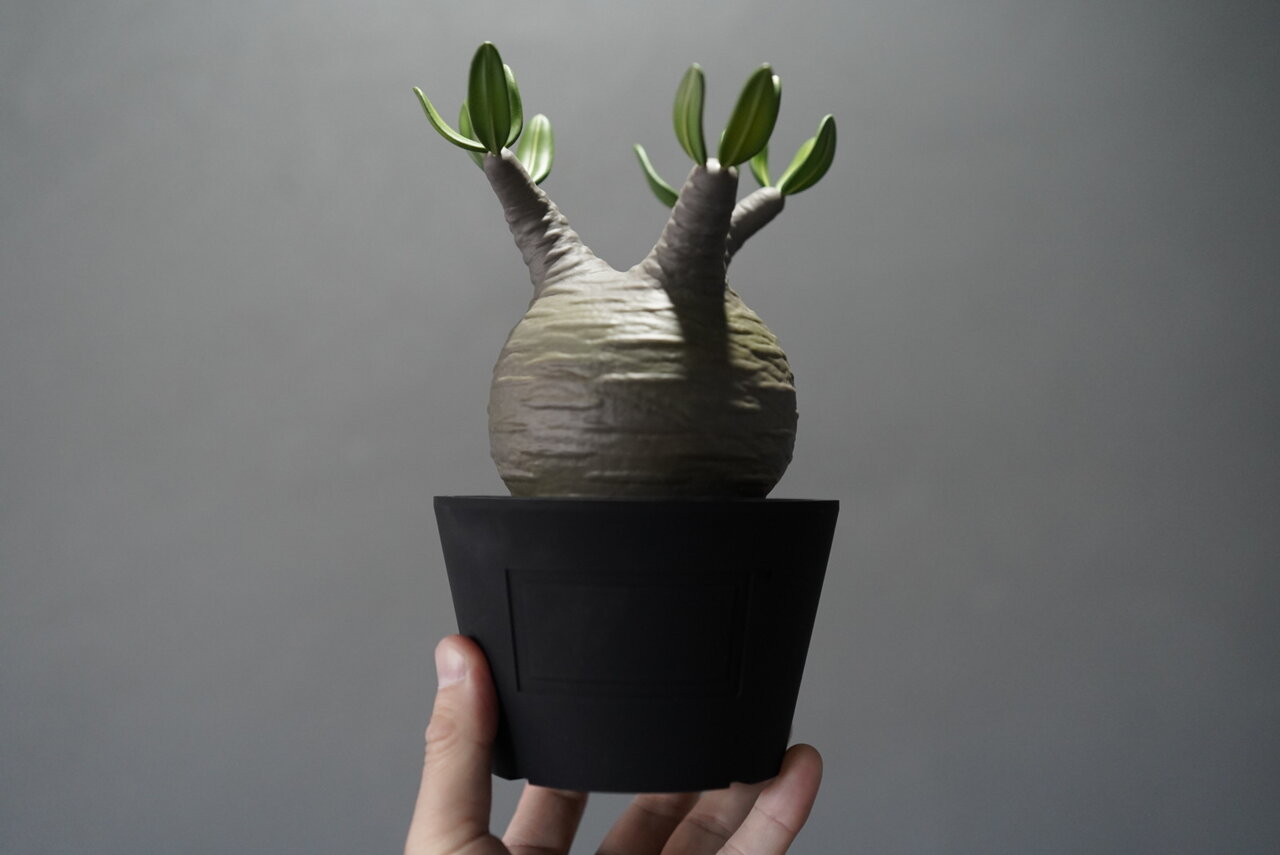 僕が塊根植物をフィギュアにした理由。BOTANIZE代表 横町健さんインタビュー|MEDICOM TOY