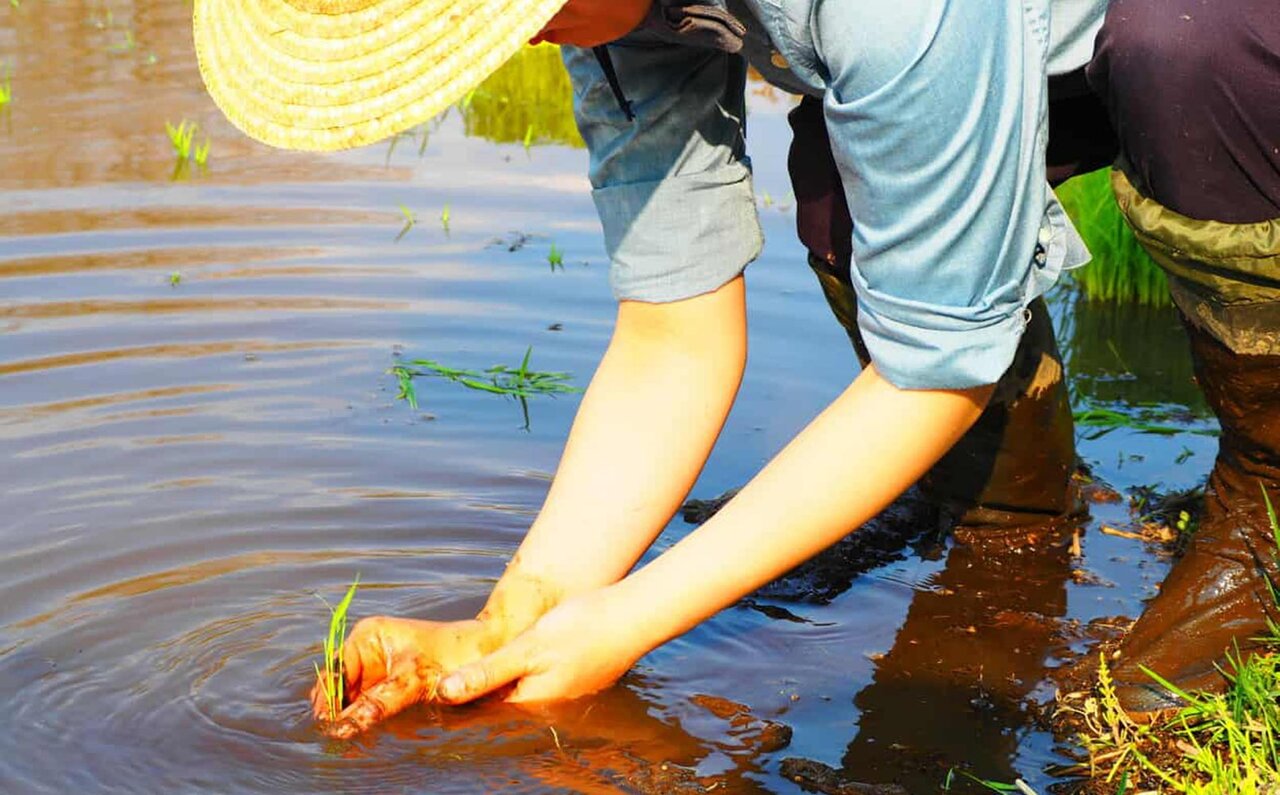 星野リゾート リゾナーレ那須が、お米づくりの魅力を伝える「お米の学校」を開校|TRAVEL