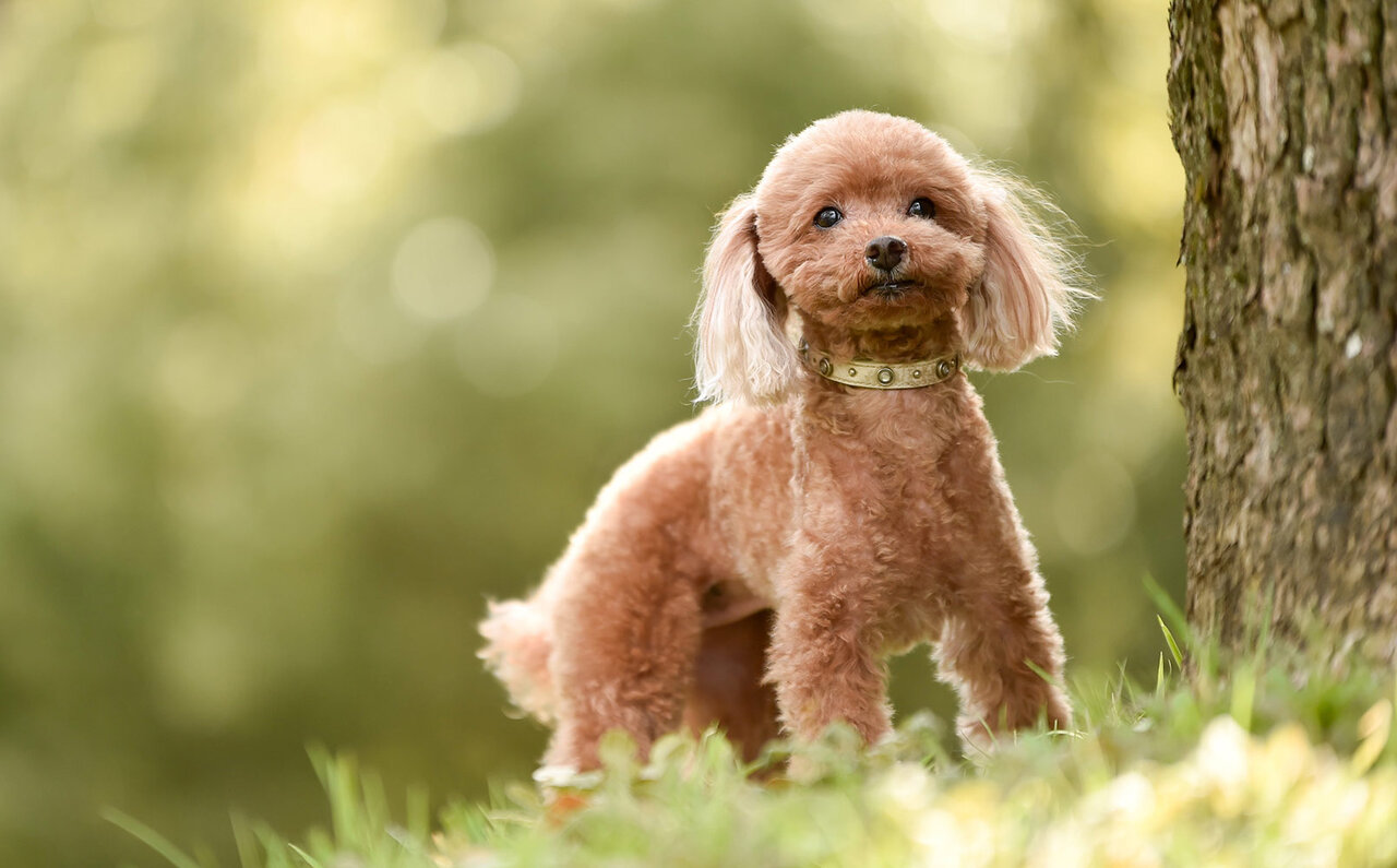 「THE HIRAMATSU 軽井沢 御代田」に、愛犬と泊まれるヴィラが誕生|THE HIRAMATSU COLLECTIVES