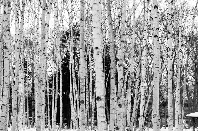 “高振動×長時間駆動”“最新セイコースタイル”に身を包んだグランドセイコーの金字塔モデル｜Grand Seiko