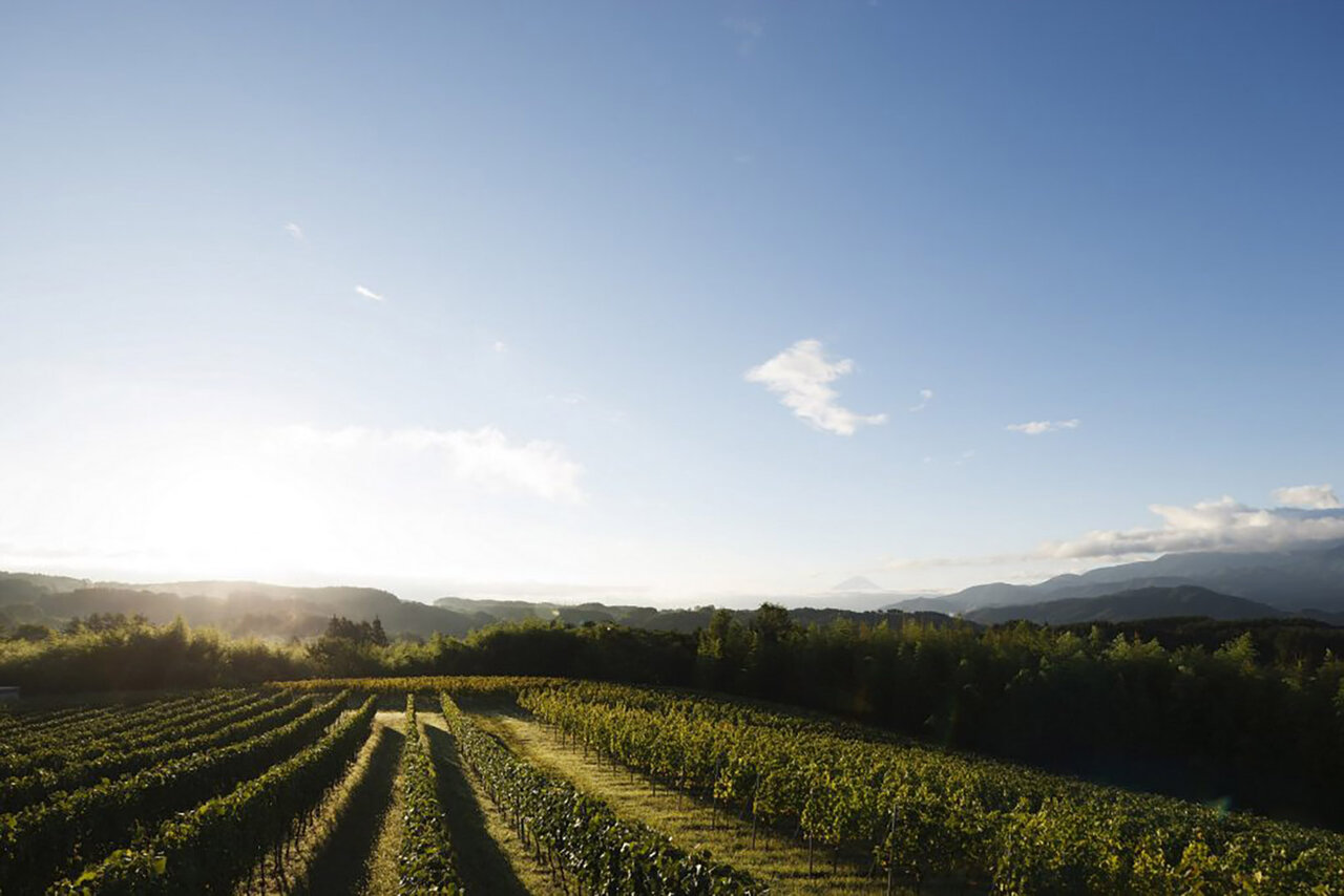 「ドメーヌ ミエ・イケノ」のミレジムを宿泊者限定で販売｜TRAVEL