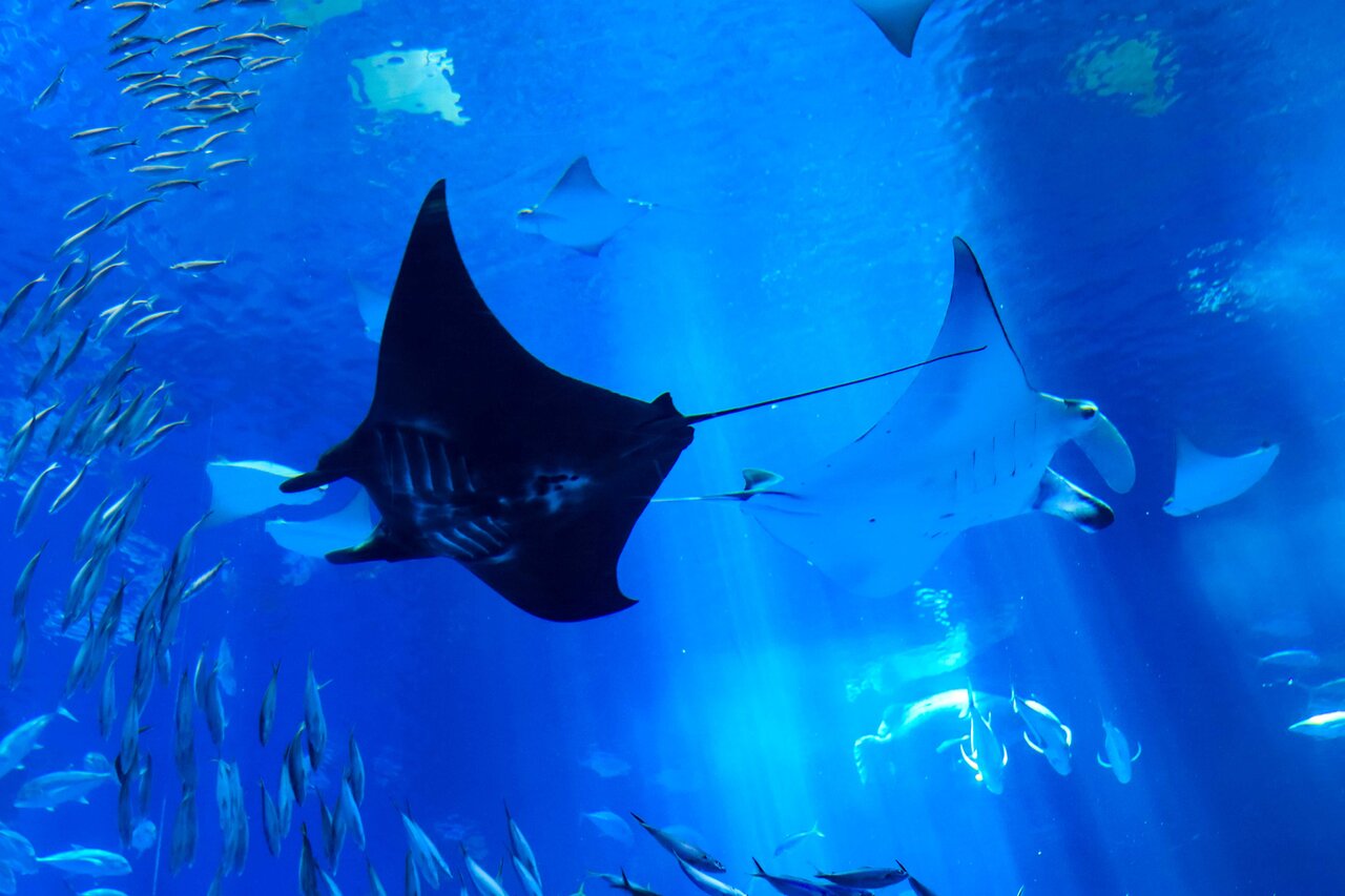 マンタが繋ぐ、カールF. ブヘラと美ら海水族館との新たな関係「パトラビ スキューバテック キャンペーン」｜CARL F. BUCHERER