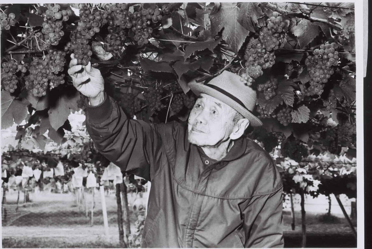 老舗ワイナリーでブドウを収穫し、自分好みのワインを完成させる「手業のひととき」|TRAVEL